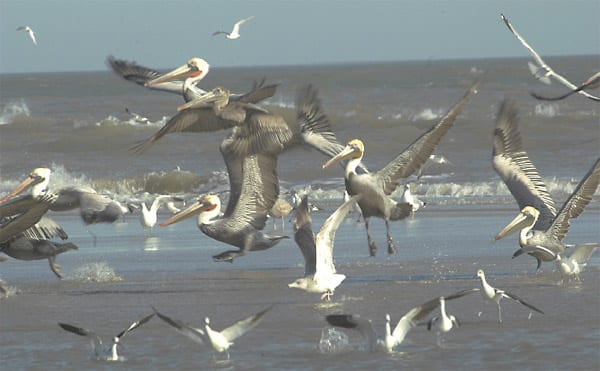 Birdwatching Aficionados